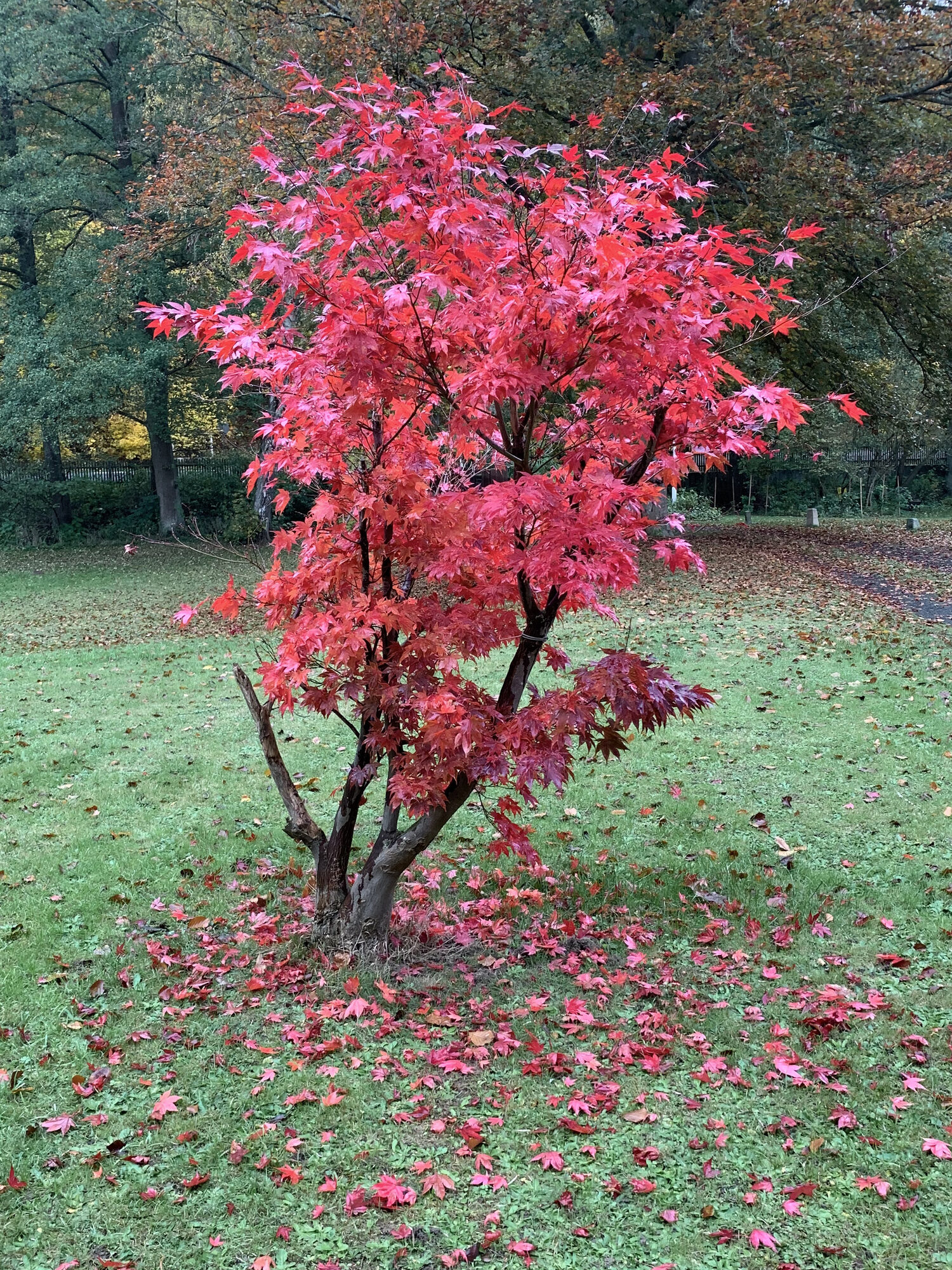 Japanischer Ahorn im Herbst