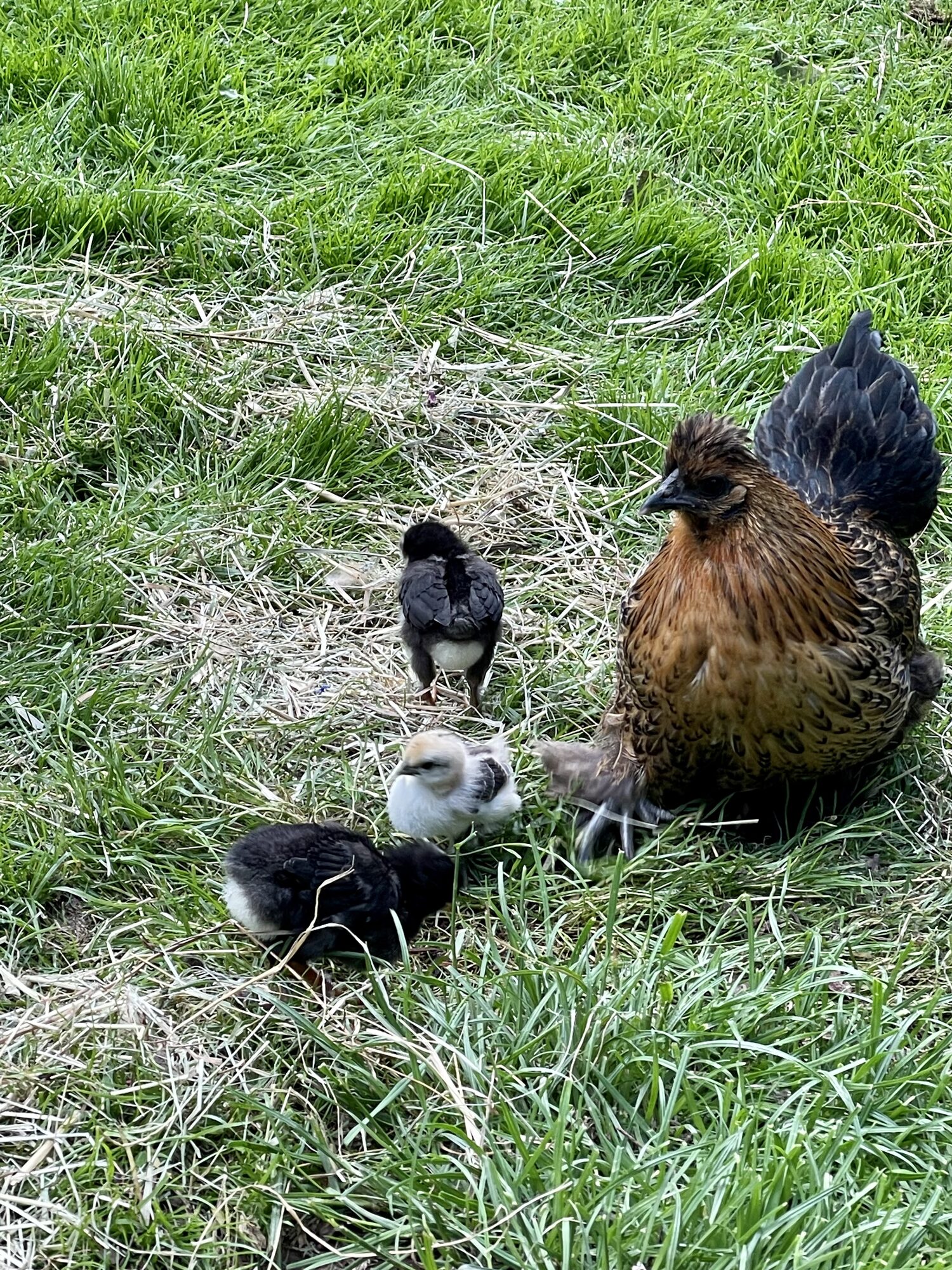 Hühner mit Küken im Garten
