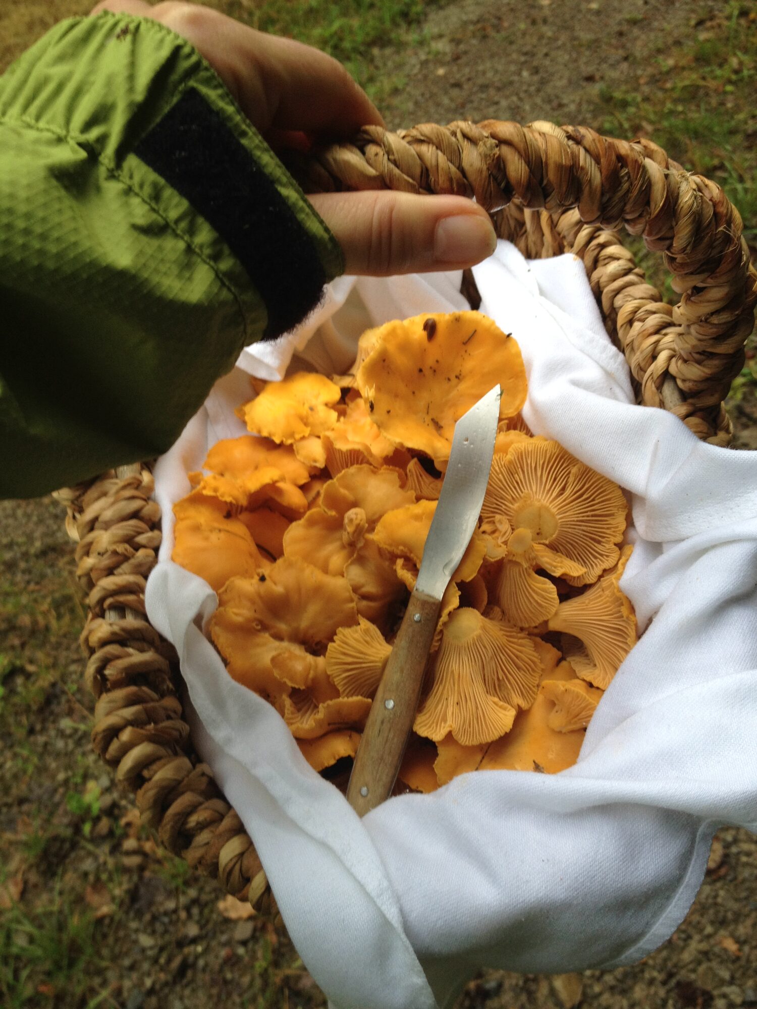 Pfifferlinge frisch geerntet