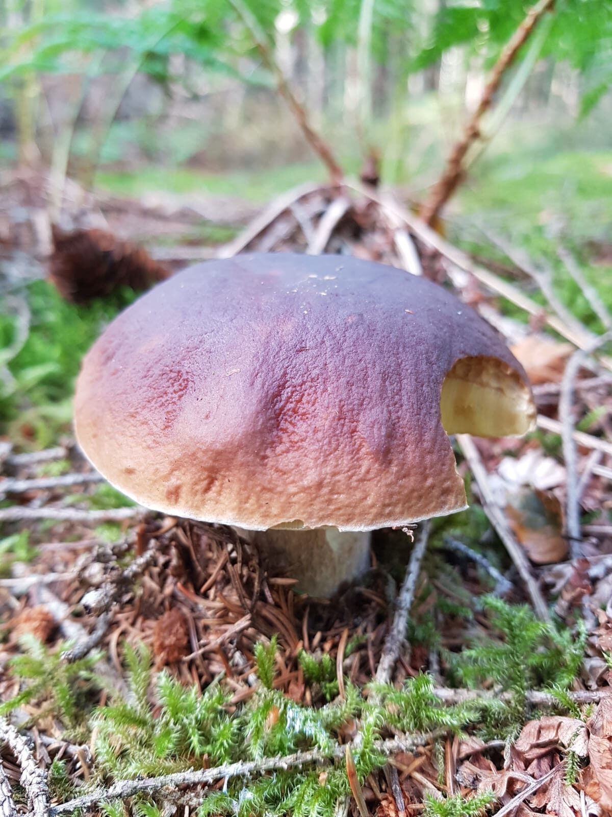 Steinpilz im Wald